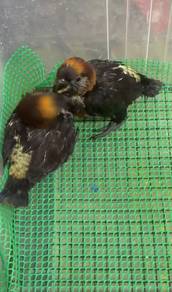 Burung dusky lorikeet Hand feed Siap lesen