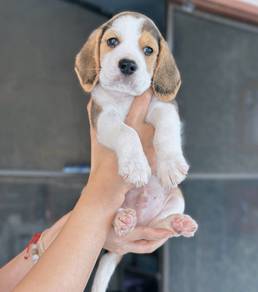 BEAGLE PUPPIES  F92🌻 Rehome Male ~Female