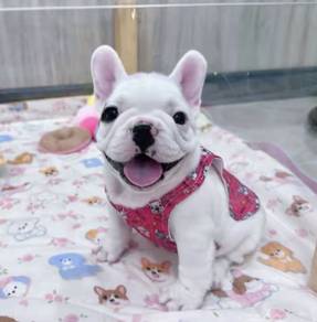 FRENCH BULLDOG PUPPIES 🌻S190 Charming Boy~Girl