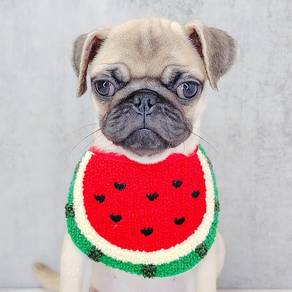 Pug