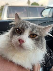 cat rehome