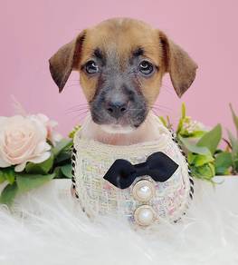 Jack Russell