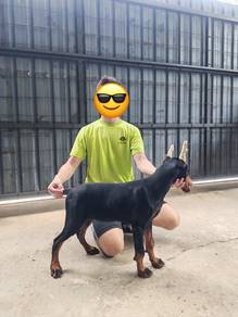 Doberman Female Black 黑色杜宾狗【母】