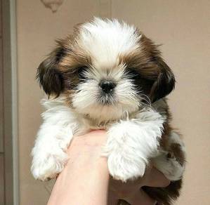 U6013 Lickable Shihpoo / Fluffy / Teddy Face / Com