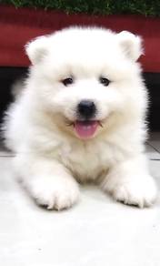 Samoyed puppies male female