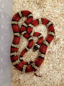 Thayer's Kingsnake / Ular
