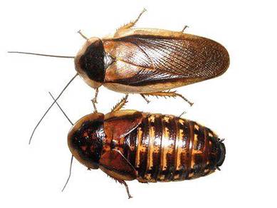 dubai roach 