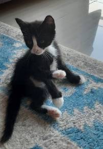 She is 50 days old kitten