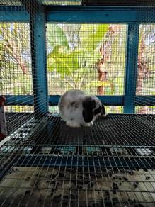 Arnab/Rabbit baka Holland lop