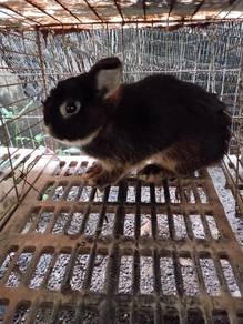 Clearance Senior Netherland Dwarf Rabbit