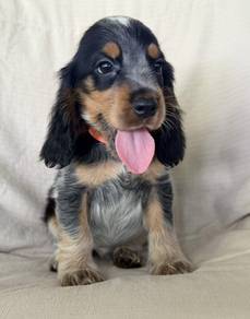 ENGLISH COCKER SPANIEL PUPPIES C161🌻 Male