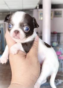 CHIHUAHUA PUPPIES CH326🌷 Head Apple Female