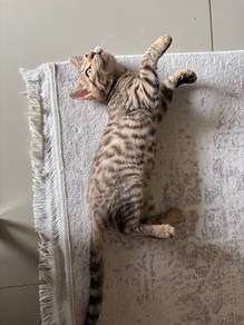 bengal kitten