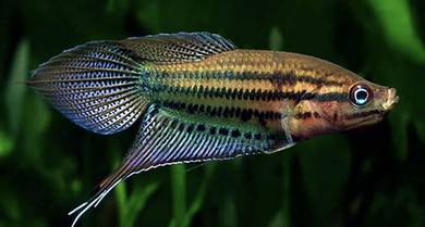 Croaking Gourami