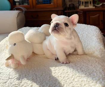 French Bulldog
