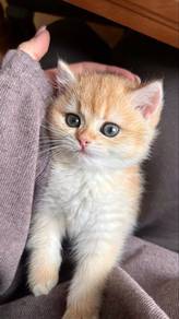 Bsh Golden Kitten