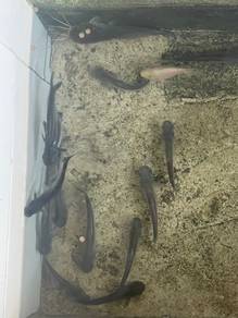 catfish Murah
