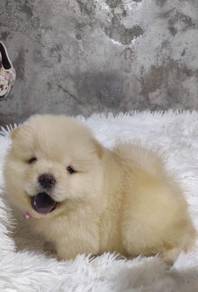 Chow Chow