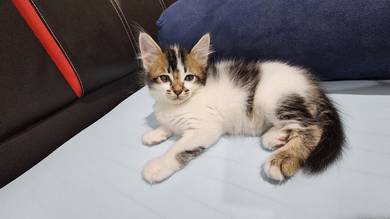 Kucing