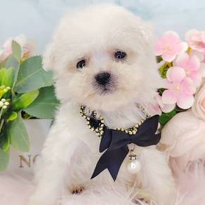 Bichon