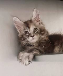 S9 Maine Coon