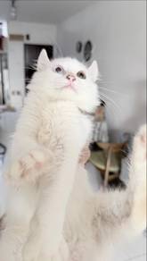 ragdol+american curl Odd eyes