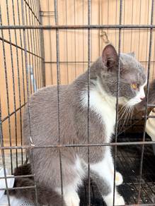 BSH female bicolour