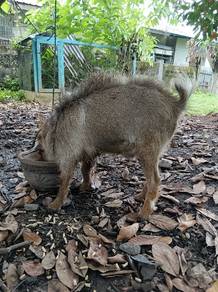 pggmy goat 