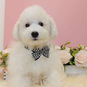 Bichon