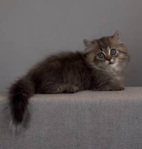 Munchkin Napoleon