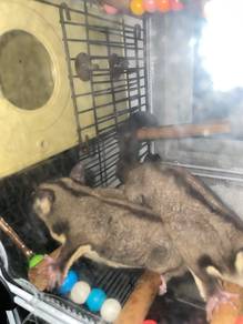 male & female sugar gliders with cage