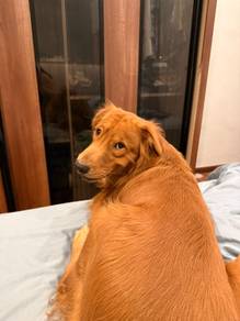 Stud Service - Golden Retriever