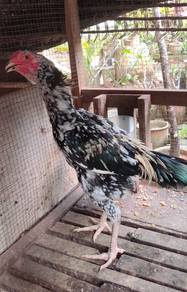 Ayam shamo cross aseelmurga 3bln sttgh