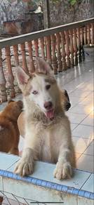 Siberian Husky Wooly Coat
