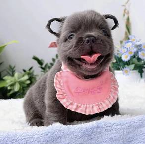FRENCH BULLDOG PUPPIES 🌻VIP115 Long Fur / girl