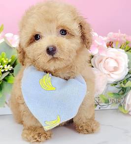 Poodle toy