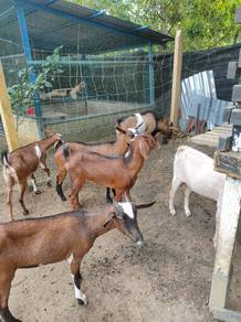 kambing 7ekor induk