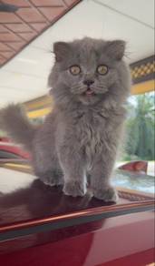 BSH Kitten - British Short Hair