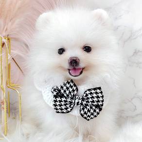 Pomeranian