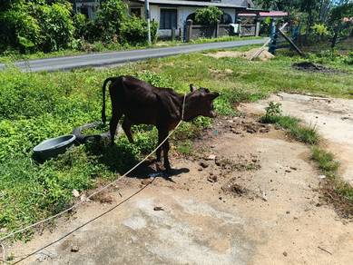 ank lembu jantan
