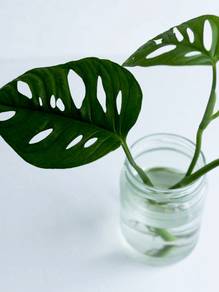 MONSTERA ADANSONII (Swiss Cheese Plant)