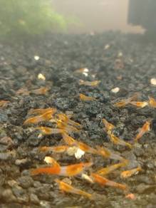 Neocaridina Shrimp