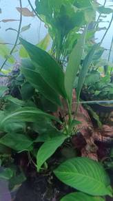 pokok akuarium anubias lanceolata aquascape 