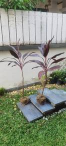 pokok hiasan hidup daun merah indoor outdoor