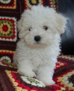Obedient Bichon Poochon White Fluffy Cotton Ball D