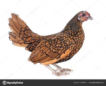 Golden Sebright