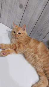 kucing jantan 8 bulan