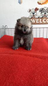 Pomeranian 