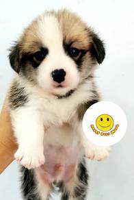 w2222 Welsh Corgi bi color long haired puppy