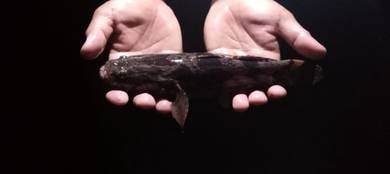 ikan ketutu/ubi
